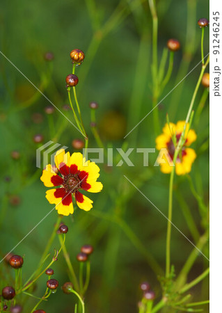 ハルシャギクの花 91246245