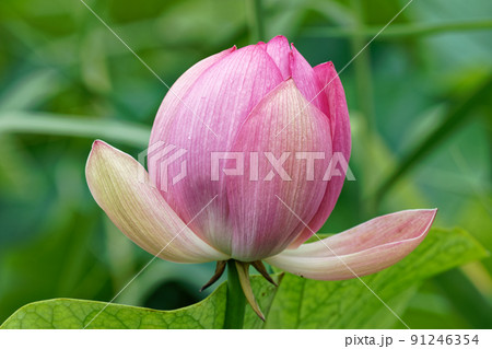 蓮の花 蓮の花 91246354