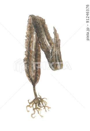 がごめ昆布 がごめ昆布 91246376