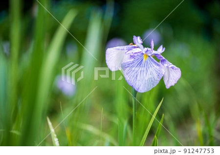 卯辰山公園で見ごろを迎えた満開の美しい花菖蒲|石川県金沢市 卯辰山公園で見ごろを迎えた満開の美しい花菖蒲|石川県金沢市 91247753