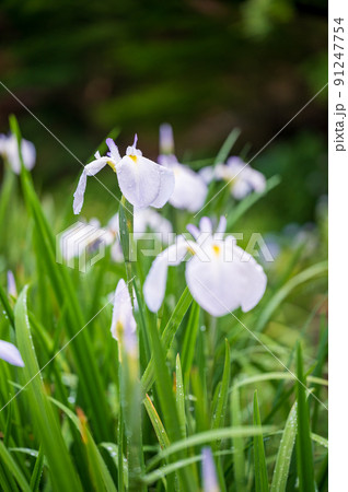 卯辰山公園で見ごろを迎えた満開の美しい花菖蒲|石川県金沢市 卯辰山公園で見ごろを迎えた満開の美しい花菖蒲|石川県金沢市 91247754