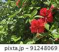 鮮やかなハイビスカス 91248069