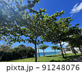 海に近い大きな公園 91248076