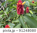 南国の植物 91248080