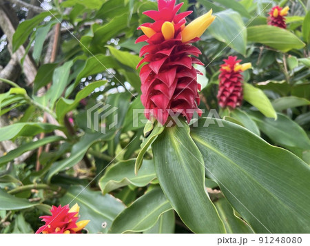 南国の植物 91248080