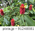 南国の植物 91248081