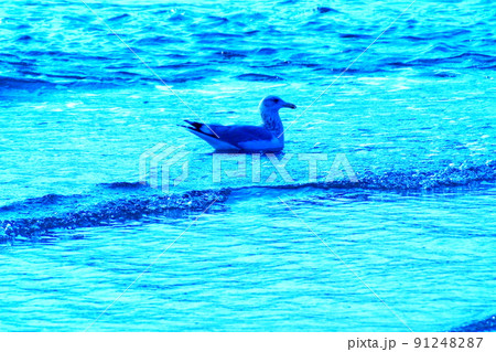 カラー　海　波　鳥　カモメ（2022年6月登録） 91248287
