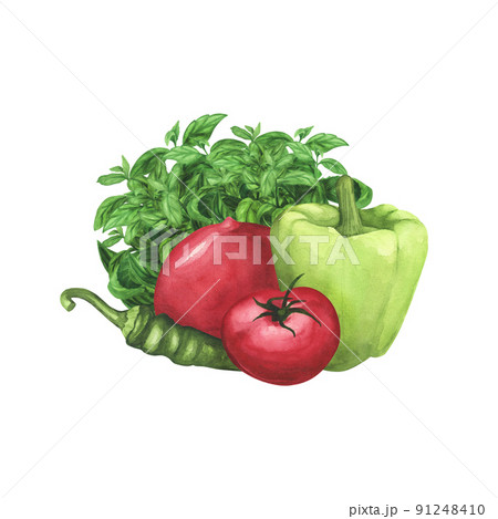 Ripe tomatoes, fresh basil, green bell pepper on white background. Watercolor hand drawing illustration. Art decoration 91248410