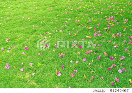 surface of green grass with daisies flower autumn surface of green grass with daisies flower autumn 91249467