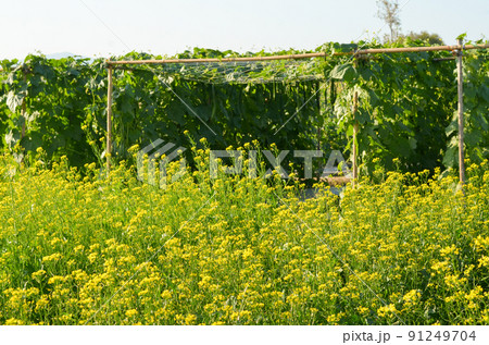 Mustard greens and Trichosanthes anguina in vegetable garden Mustard greens and Trichosanthes anguina in vegetable garden 91249704