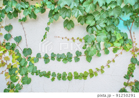 壁に這うツタ 91250291