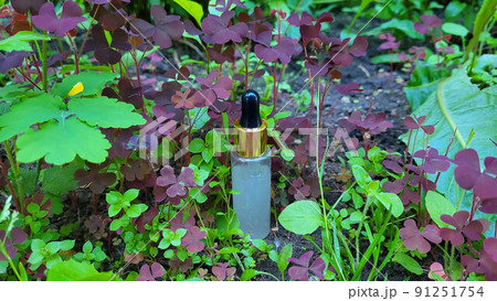 A bottle of serum with a pipette on a background of green vegetation and brown clover. Frosted glass container for cosmetic skin care products 91251754