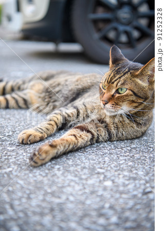 駐車場で寝っ転がるキジトラ猫 91252328
