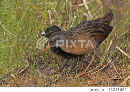 Adult and chick, Virginia Rail, Rallus limicola Adult and chick, Virginia Rail, Rallus limicola 91253062