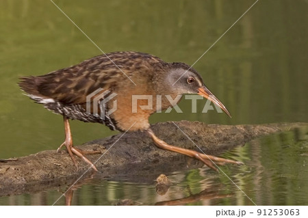 Virginia Rail, Rallus limicola, stepping out Virginia Rail, Rallus limicola, stepping out 91253063