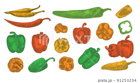 Colored pepper hand drawn sketch set. Different peppers sketch illustration. Colorful pepper illustration in engraved style. Hand drawn design element 91253234