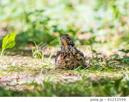 A fieldfare chick, Turdus pilaris, has left the nest and sitting on the spring lawn. A fieldfare chick sits on the ground and waits for food from its parents. A fieldfare chick, Turdus pilaris, has left the nest and sitting on the spring lawn. A fieldfare chick sits on the ground and waits for food from its parents. 91253599