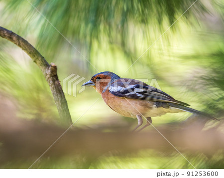 Common chaffinch, Fringilla coelebs, sits on a branch in spring on green background. Common chaffinch in wildlife. Common chaffinch, Fringilla coelebs, sits on a branch in spring on green background. Common chaffinch in wildlife. 91253600