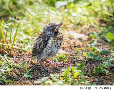 A fieldfare chick, Turdus pilaris, has left the nest and sitting on the spring lawn. A fieldfare chick sits on the ground and waits for food from its parents. A fieldfare chick, Turdus pilaris, has left the nest and sitting on the spring lawn. A fieldfare chick sits on the ground and waits for food from its parents. 91253603