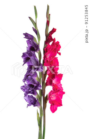 Gladiolus flower isolated on white background. Bouquet of gladiolus. Beautiful summer flowers. 91253845