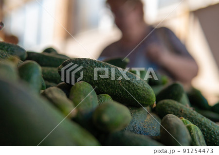 Lots of fresh cucumbers sold in the market Lots of fresh cucumbers sold in the market 91254473