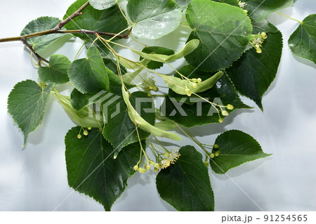 Linden branch with green leaves and numerous flowers. Linden branch with green leaves and numerous flowers. 91254565