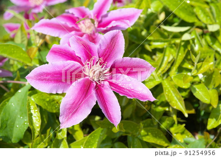 クレマチスの赤紫色花【緑背景】 91254956