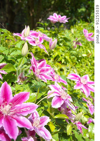 クレマチスの赤紫色花【緑背景】 91255039