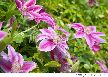 クレマチスの赤紫色花【緑背景】 91255193