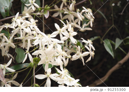 クレマチス:アルマンディーの白花【暗い背景】 クレマチス:アルマンディーの白花【暗い背景】 91255300