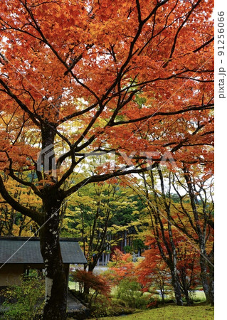 古峯神社 古峯園の紅葉 栃木県鹿沼市 91256066