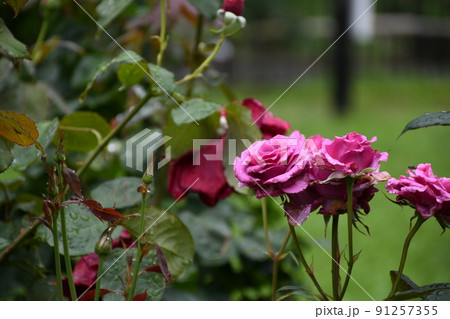 バラ、薔薇、ばら バラ、薔薇、ばら 91257355