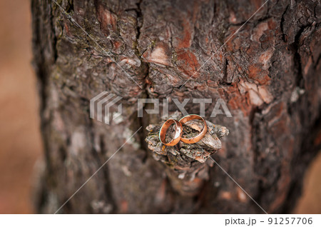 Pair of gold wedding rings on the bark 91257706