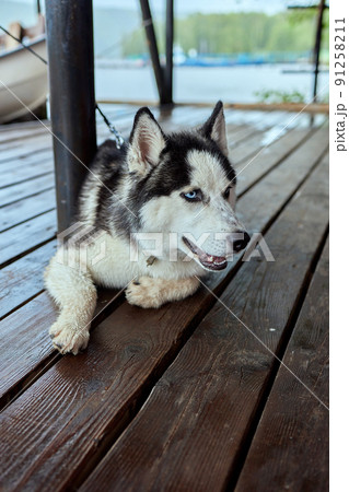 Alaskan Malamute dog lies on a wooden pier. Alaskan Malamute dog lies on a wooden pier. 91258211