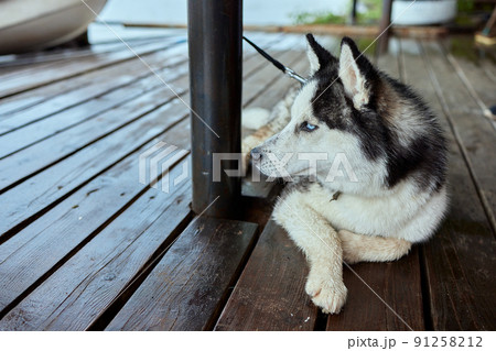 Alaskan Malamute dog lies on a wooden pier. Alaskan Malamute dog lies on a wooden pier. 91258212