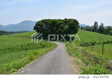 山岳道路 山形県庄内 91258795