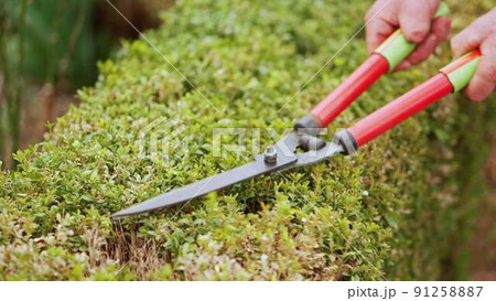 man cuts bushes in the garden with large pruner. 91258887