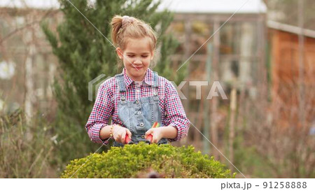a funny little girl cuts bushes in the garden with large pruner. 91258888