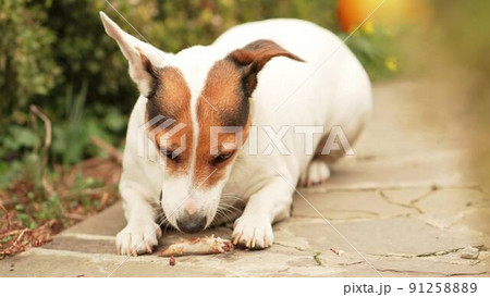 Jack Russell Terrier dog gnaws on the bone on a path in the garden. 91258889
