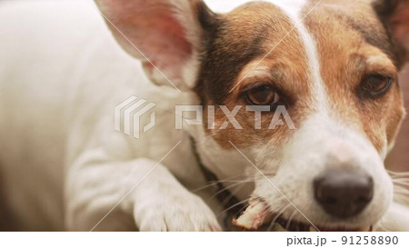 Jack Russell Terrier dog gnaws on the bone on a path. 91258890
