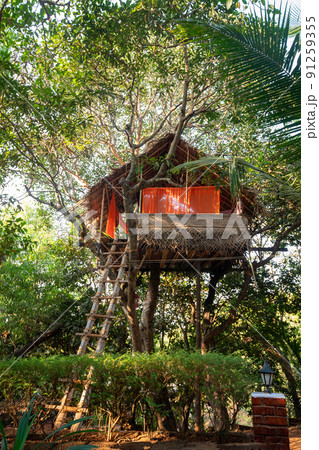 tree room with stairs of  Goa or Kerala or Karnataka states 91259355