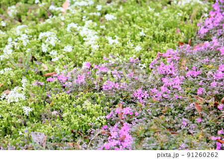 シバザクラの花 91260262