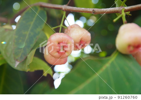 レンブ フルーツ 果物 91260760