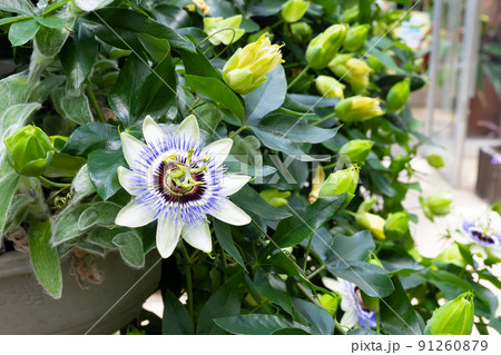 時計草の花 時計草の花 91260879