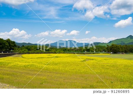 山梨県山中湖村　花の都公園のキカラシ 91260895