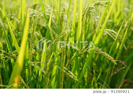 たんぼ 田んぼ 田圃 91260921