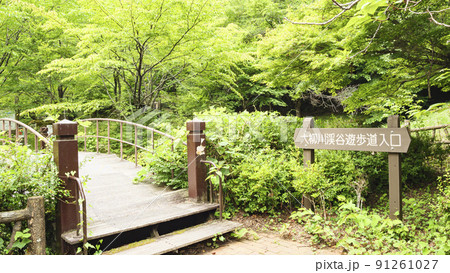 大柳川渓谷 91261027