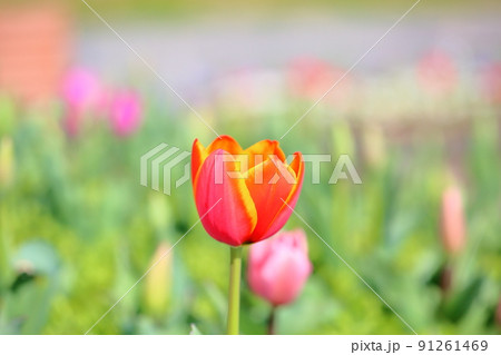 チューリップの花 チューリップの花 91261469