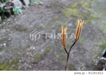 枯れても美しいユリ 91261922