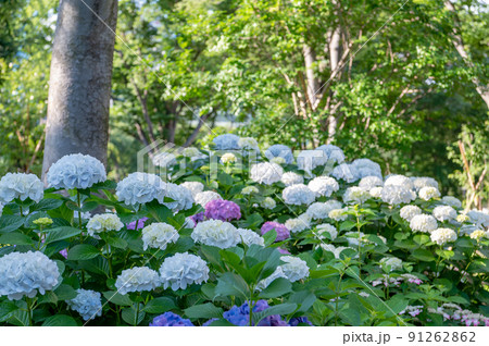 東京都新宿区西新宿の公園に咲くたくさんの紫陽花 91262862